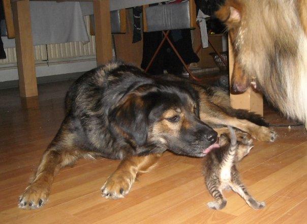 Blanding af racer Freja - Hun er vel omkring de 5 her billede 8