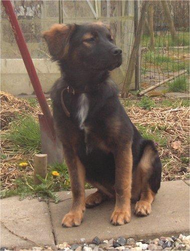 Blanding af racer Freja - Freja ca. 6 måneder gammel billede 3