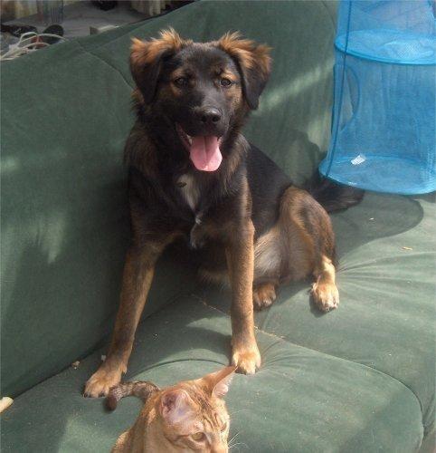 Blanding af racer Freja - ca. 7 måneder gammel og lidt af en ballademager billede 4