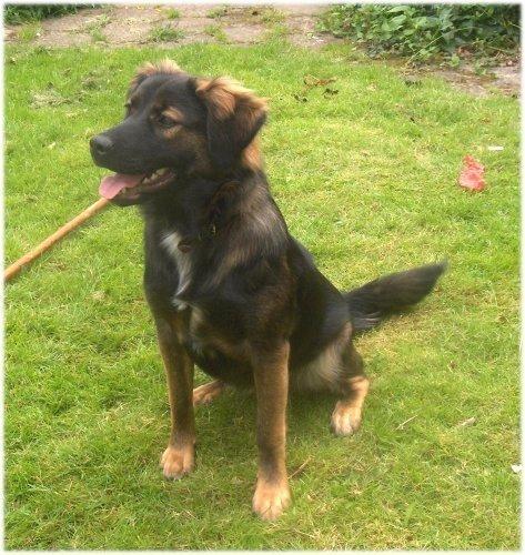 Blanding af racer Freja - 2 år gammel. billede 6