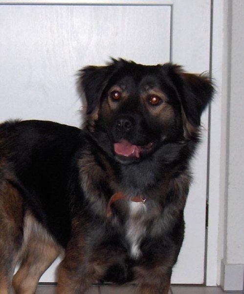 Blanding af racer Freja - 4 år og super lækker billede 7