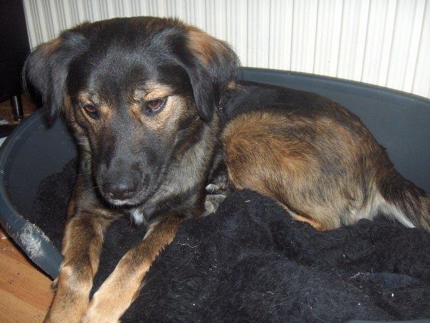 Blanding af racer Freja - Omkring et års tid gammel billede 5