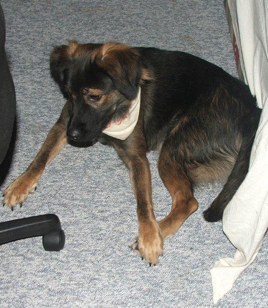 Blanding af racer Freja - Lille putte nutte pige, der ikke er mange måneder gammel her billede 2