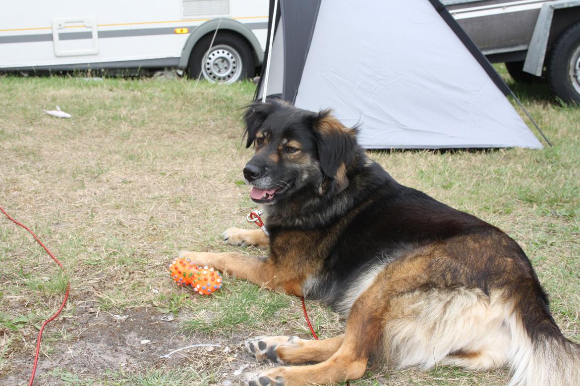 Blanding af racer Freja - Freja på camping. Hun ELSKER simpelthen at være her. Nu er damen ved at være 6 år gammel billede 9