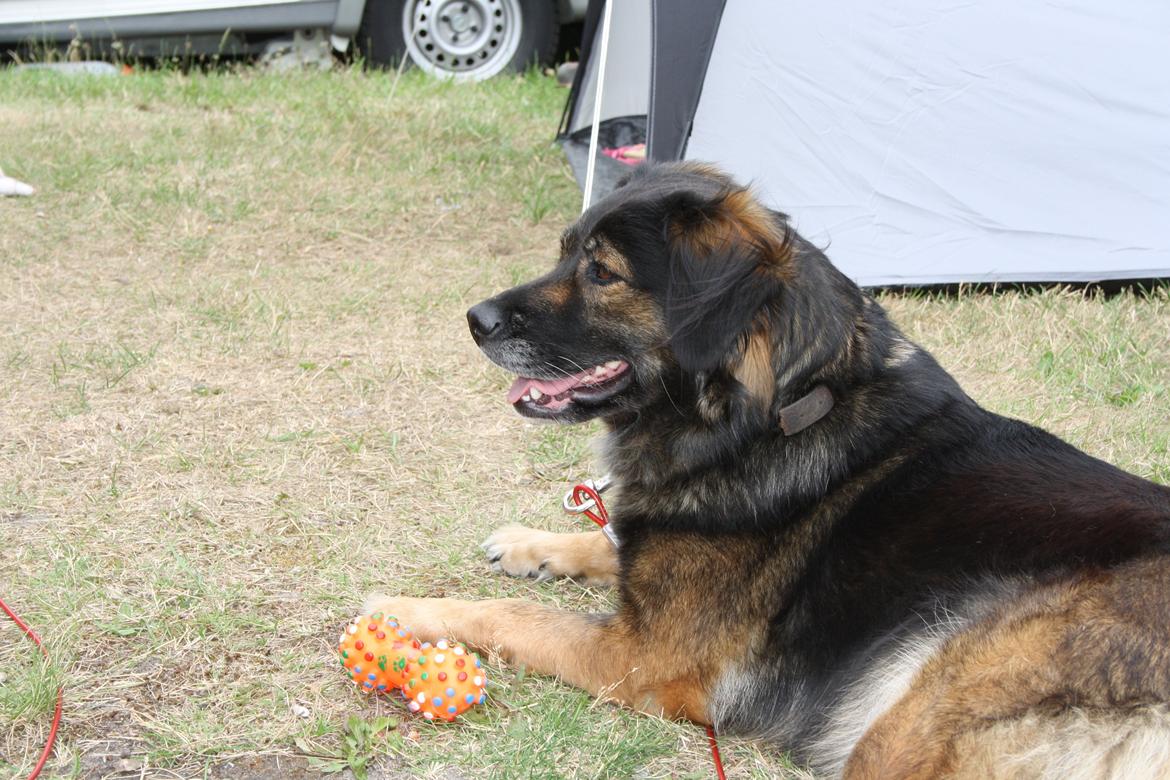 Blanding af racer Freja - Det lille pivdyr som hun får en ny af hvert eneste år, fordi hun "leger" lidt for hårdt med den  billede 10