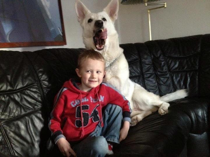 Hvid schæfer bella R.I.P - se min hund billede 17