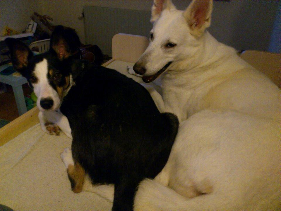 Blanding af racer nala - gode venner billede 7
