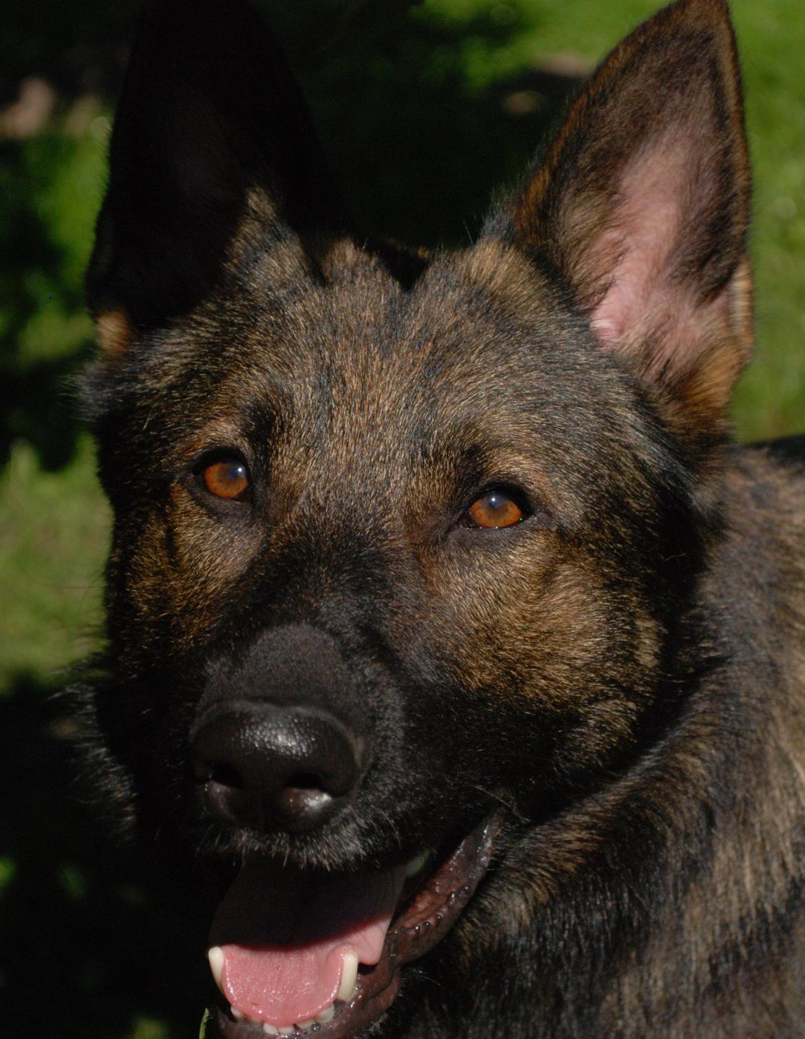 Schæferhund Coffey - August 2012. 2 år billede 1