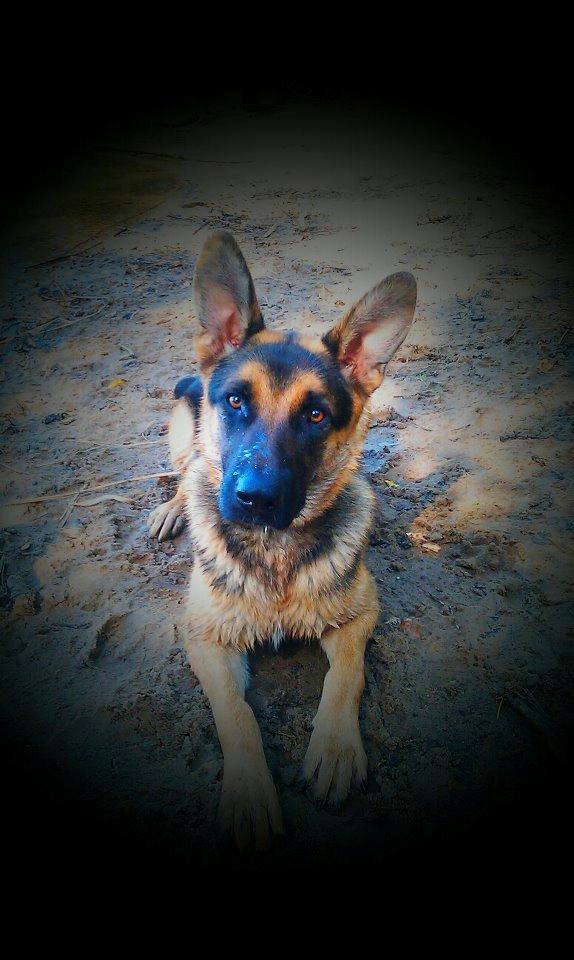 Blanding af racer Nero - Pletskud :-) billede 12