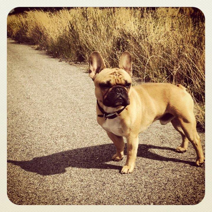 Fransk bulldog Kenzo billede 6