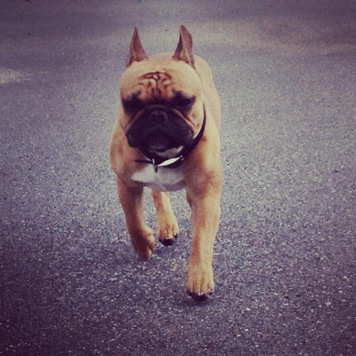 Fransk bulldog Kenzo billede 7