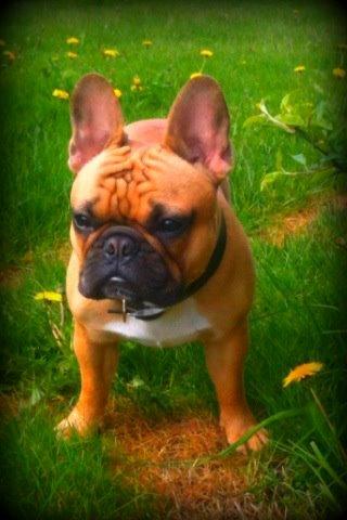 Fransk bulldog Kenzo billede 8