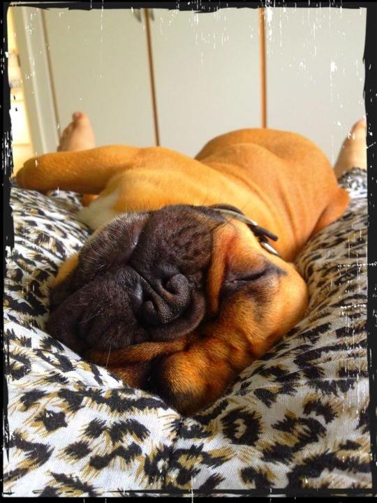 Fransk bulldog Kenzo billede 9