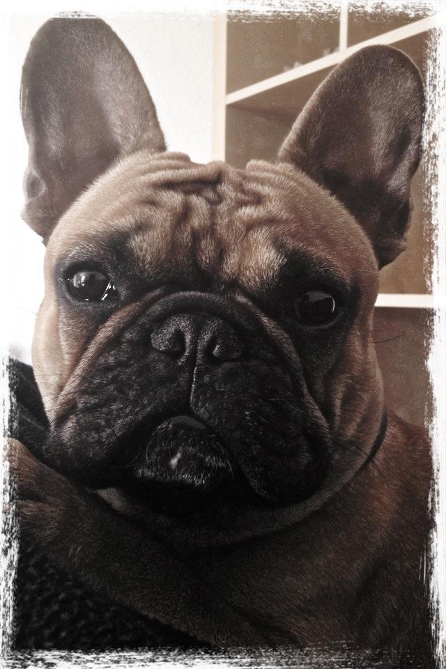 Fransk bulldog Kenzo - Velkommen til Kenzos profil.  billede 1