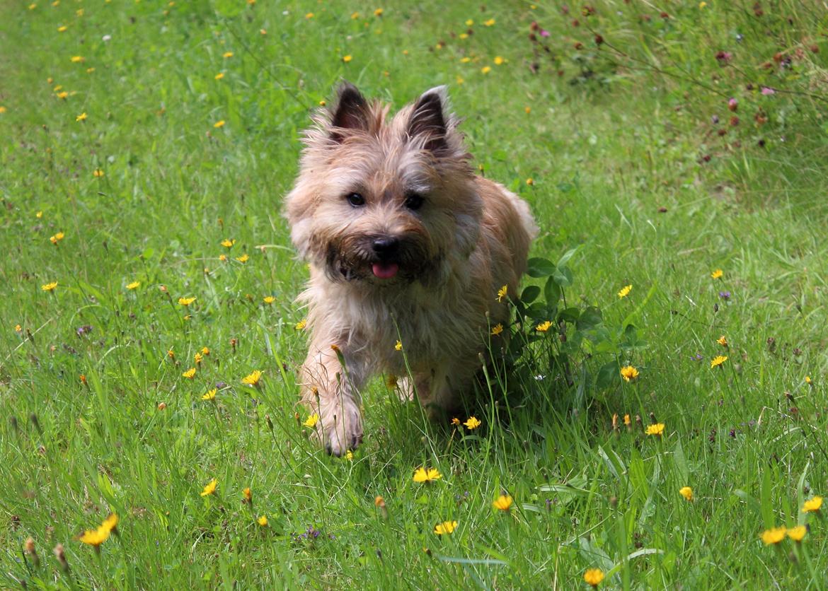Cairn terrier Nova R.I.P. billede 6
