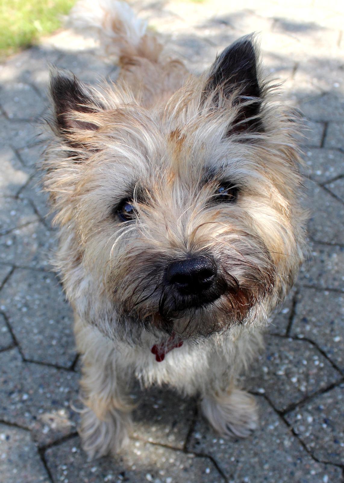 Cairn terrier Nova R.I.P. billede 1