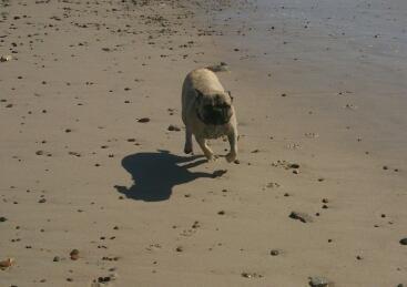 Blanding af racer Ludvig - Første tur ved vesterhavet kæmpe hit (sommer 2012)  billede 8
