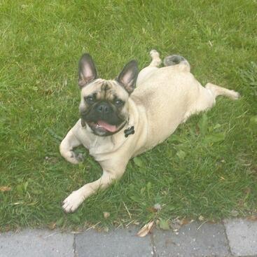 Blanding af racer Ludvig - Helt flad efter at ha leget med en dreng på 2 år. Der var bare fart på  billede 11