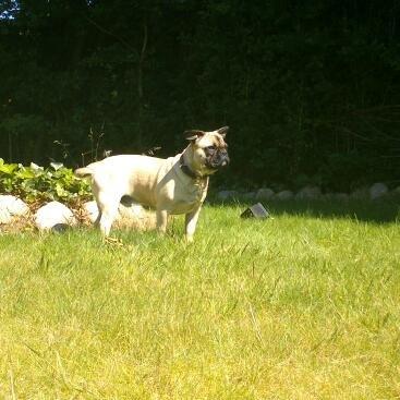 Blanding af racer Ludvig - Holder lige godt øje :-) billede 13