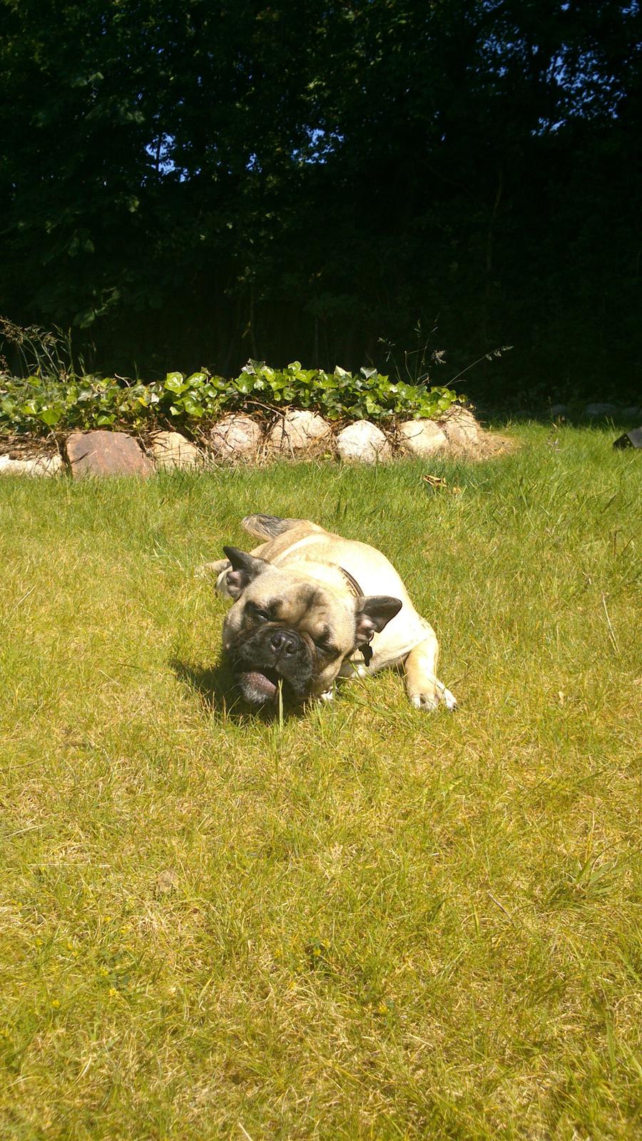 Blanding af racer Ludvig - Næh et stykke græs hans hans ;-) billede 14