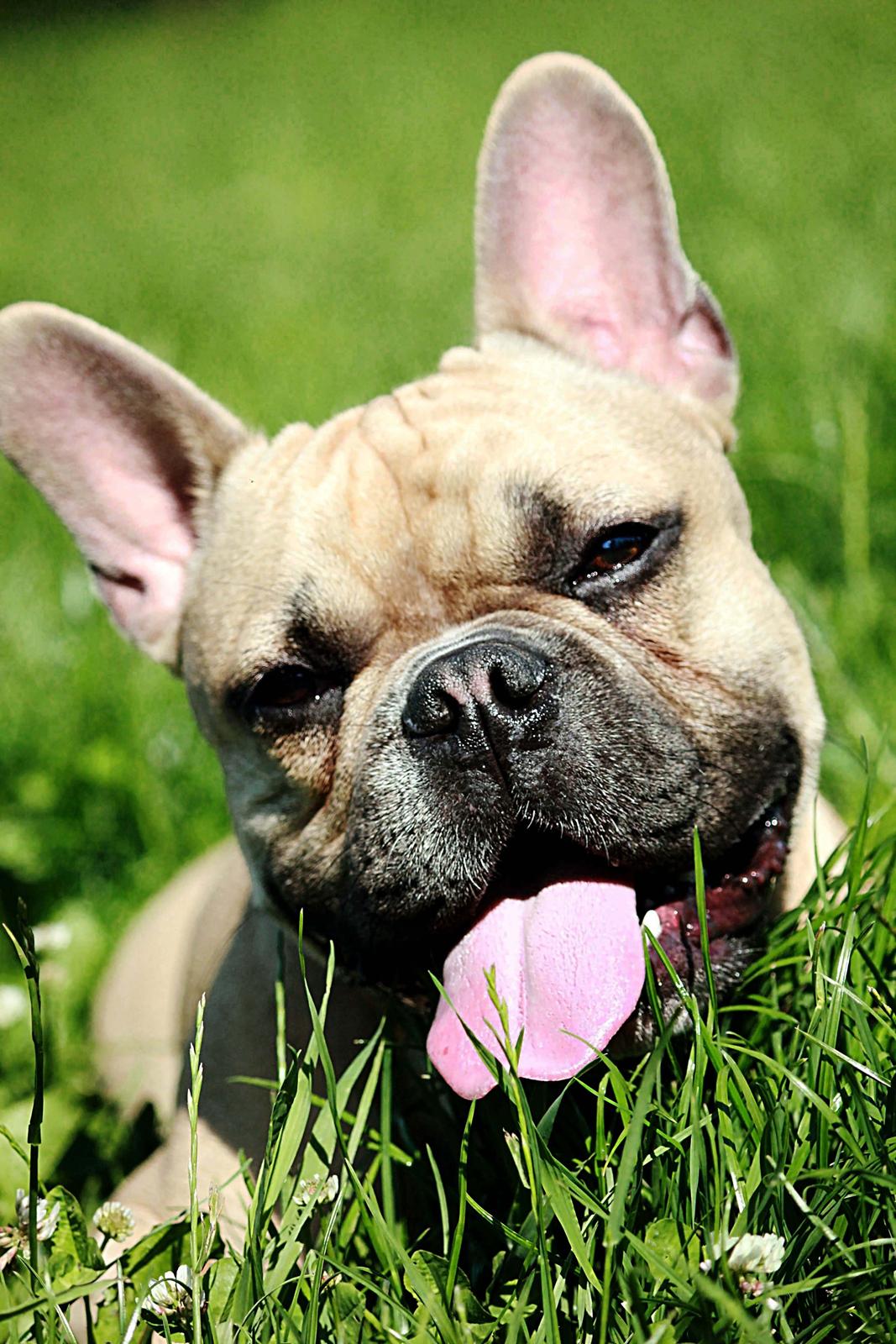 Fransk bulldog Mojo billede 3