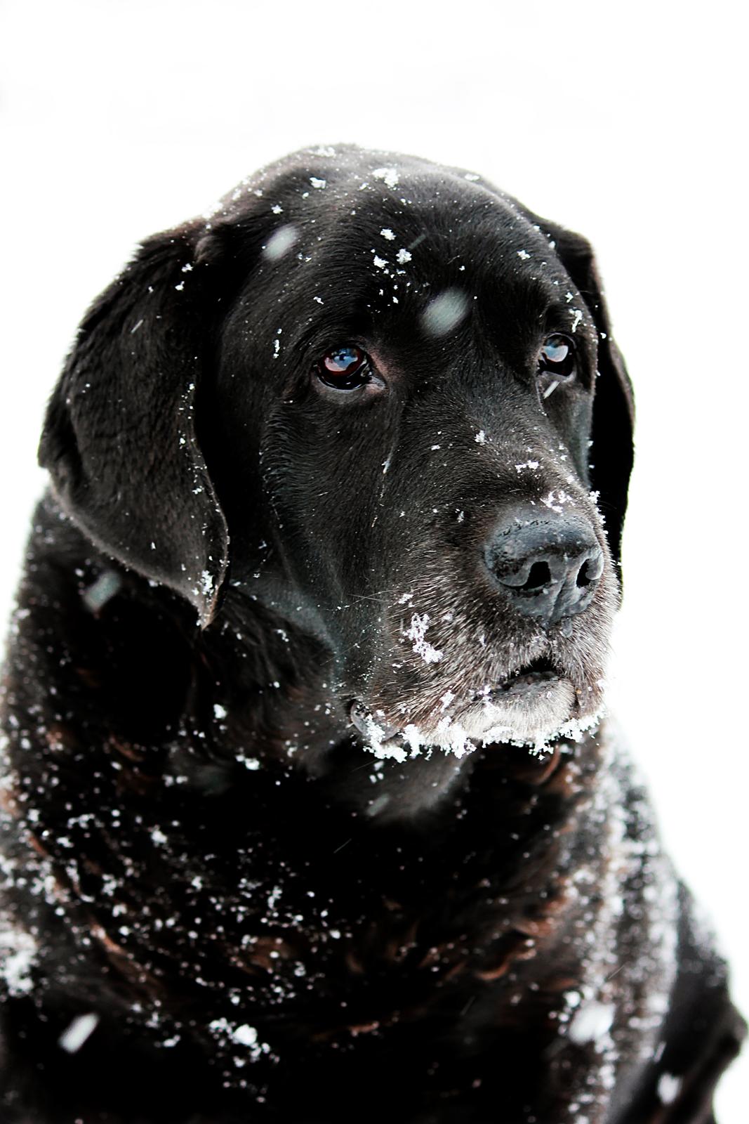Labrador retriever Jubilant Flying Ferintosh (2000-2012) - Det absolut sidste billed jeg fik af min gamle dreng. Dette er mit stolteste skud til dato og det mest værdifulde billed jeg nogensinde kommer til at have. Jeg elsker dig min ener. billede 1