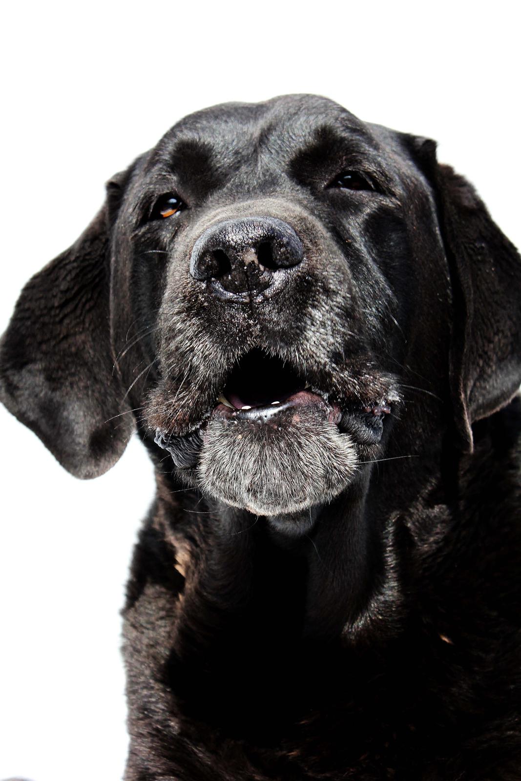 Labrador retriever Jubilant Flying Ferintosh (2000-2012) billede 2