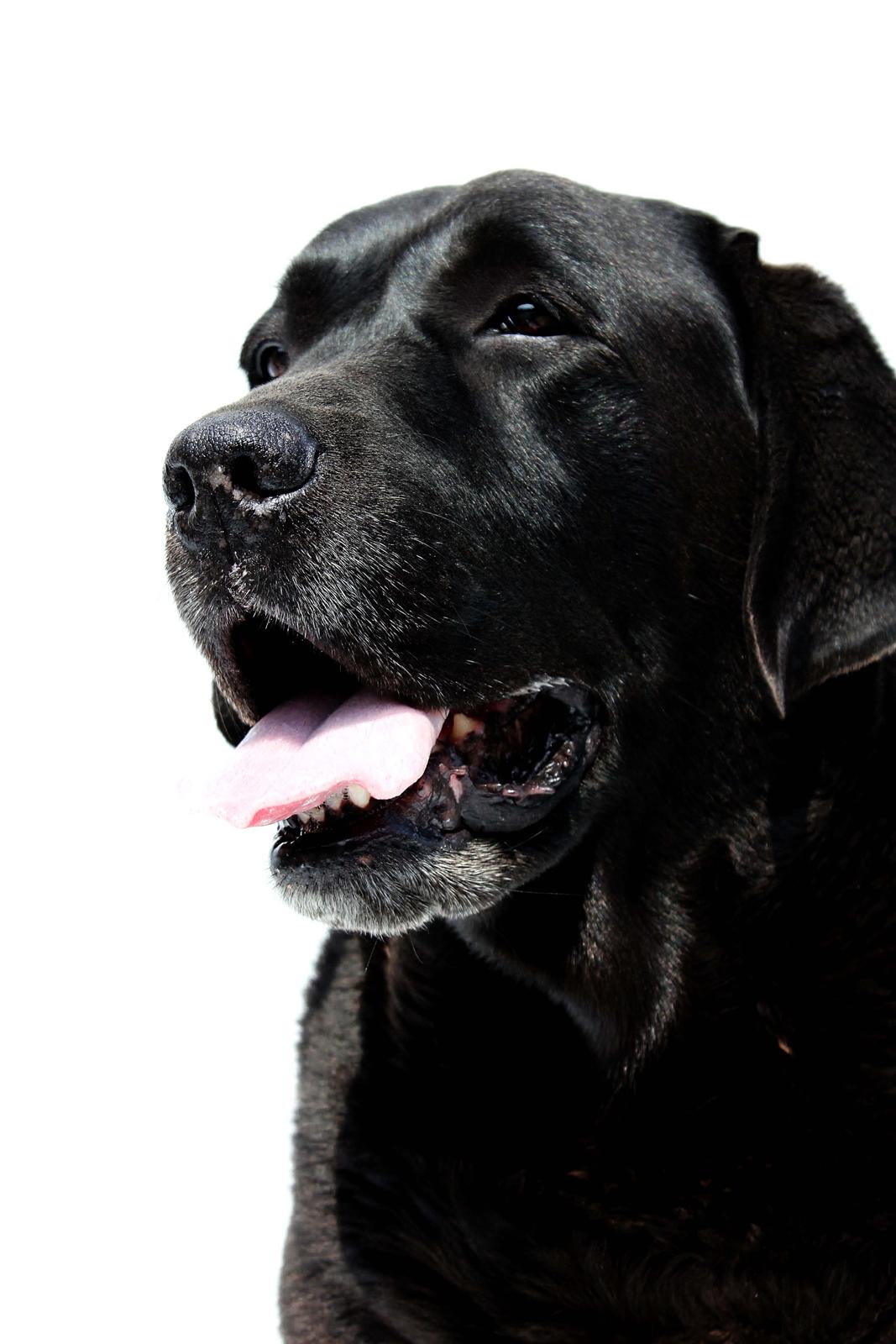 Labrador retriever Jubilant Flying Ferintosh (2000-2012) billede 3
