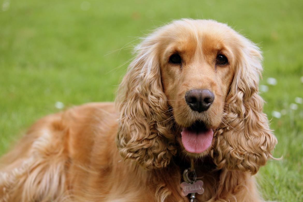 Cocker spaniel Stella - 14/08 - 12: TAS foto billede 1