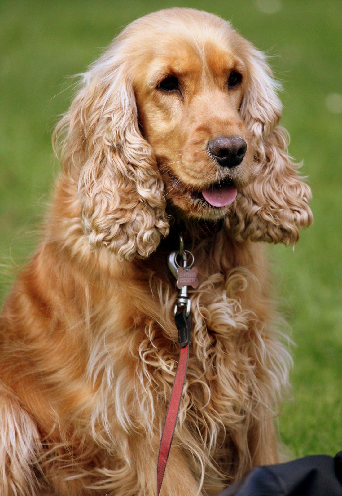Cocker spaniel Stella - 14/08 - 12: TAS foto billede 2