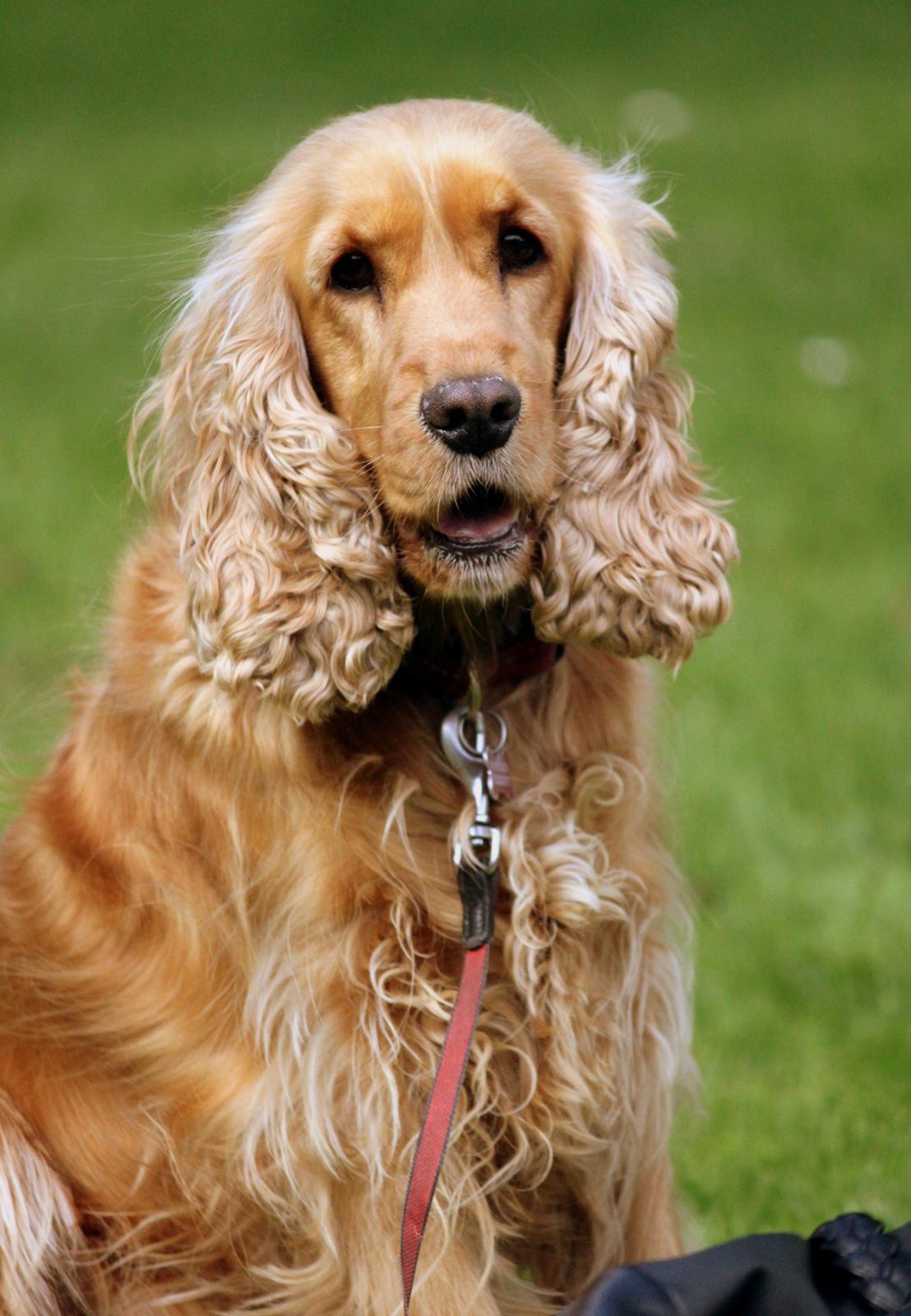 Cocker spaniel Stella - 14/08 - 12: TAS foto billede 3