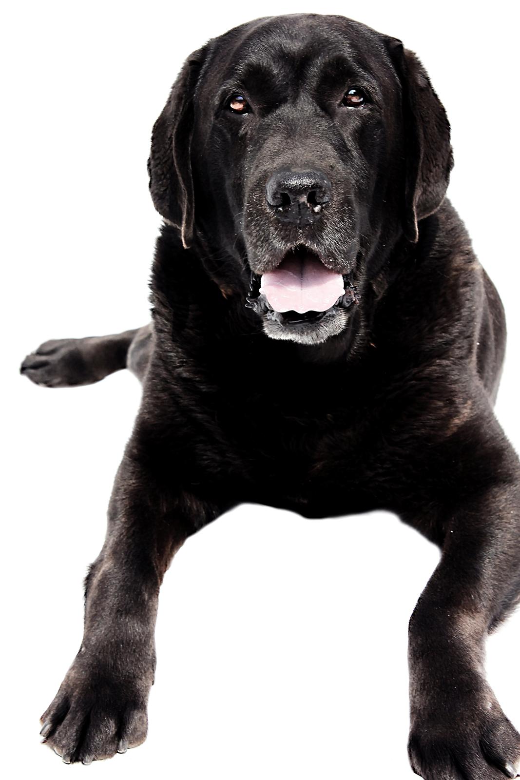 Labrador retriever Jubilant Flying Ferintosh (2000-2012) billede 6