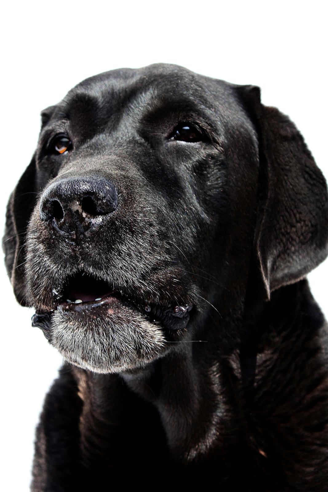 Labrador retriever Jubilant Flying Ferintosh (2000-2012) billede 7