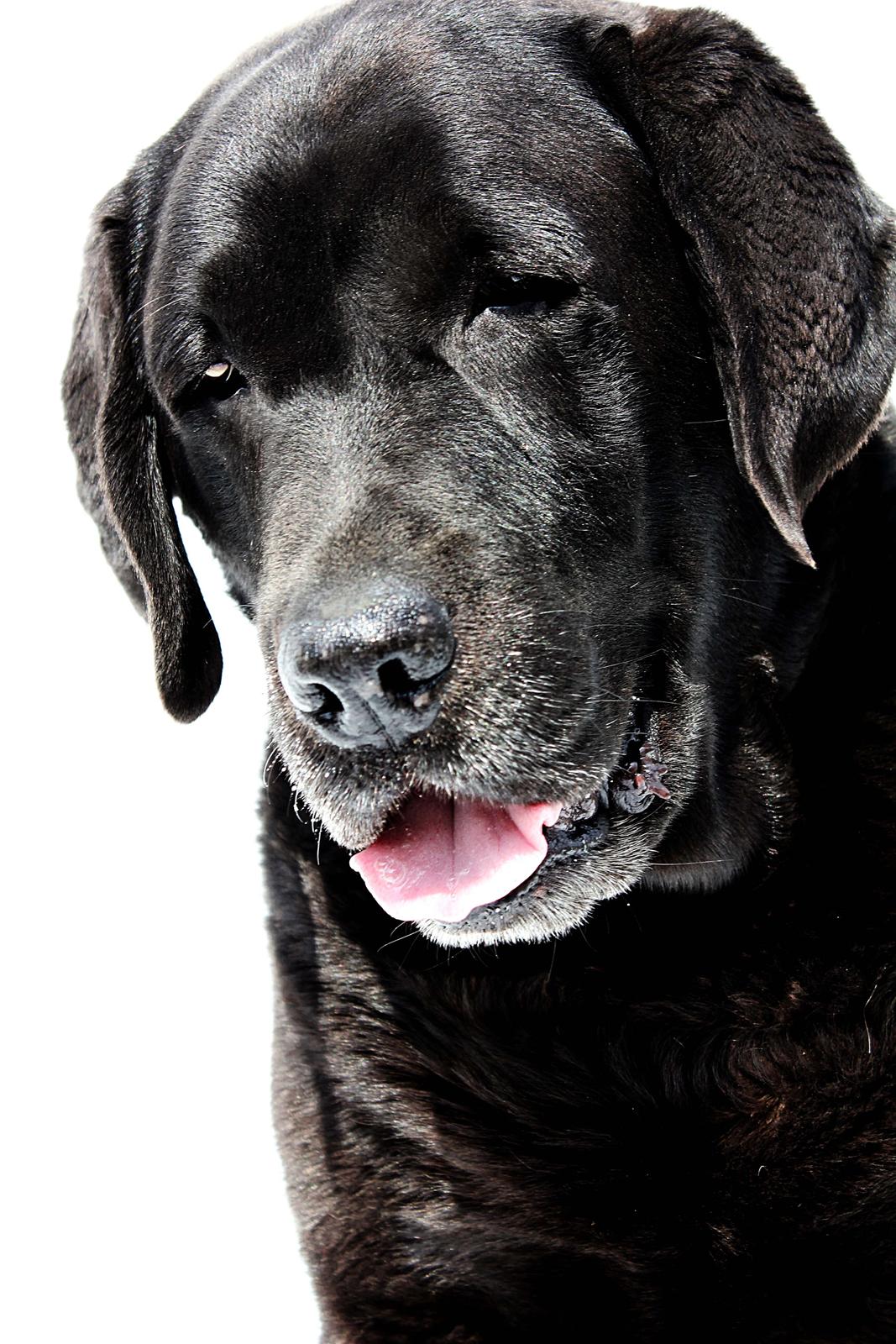 Labrador retriever Jubilant Flying Ferintosh (2000-2012) billede 8