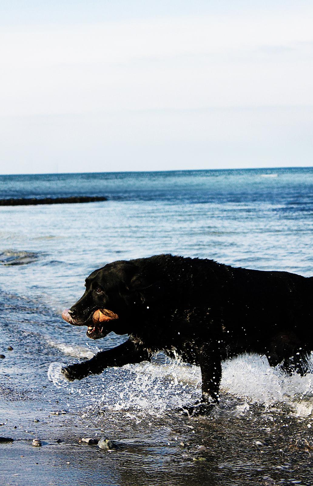 Labrador retriever Jubilant Flying Ferintosh (2000-2012) billede 9