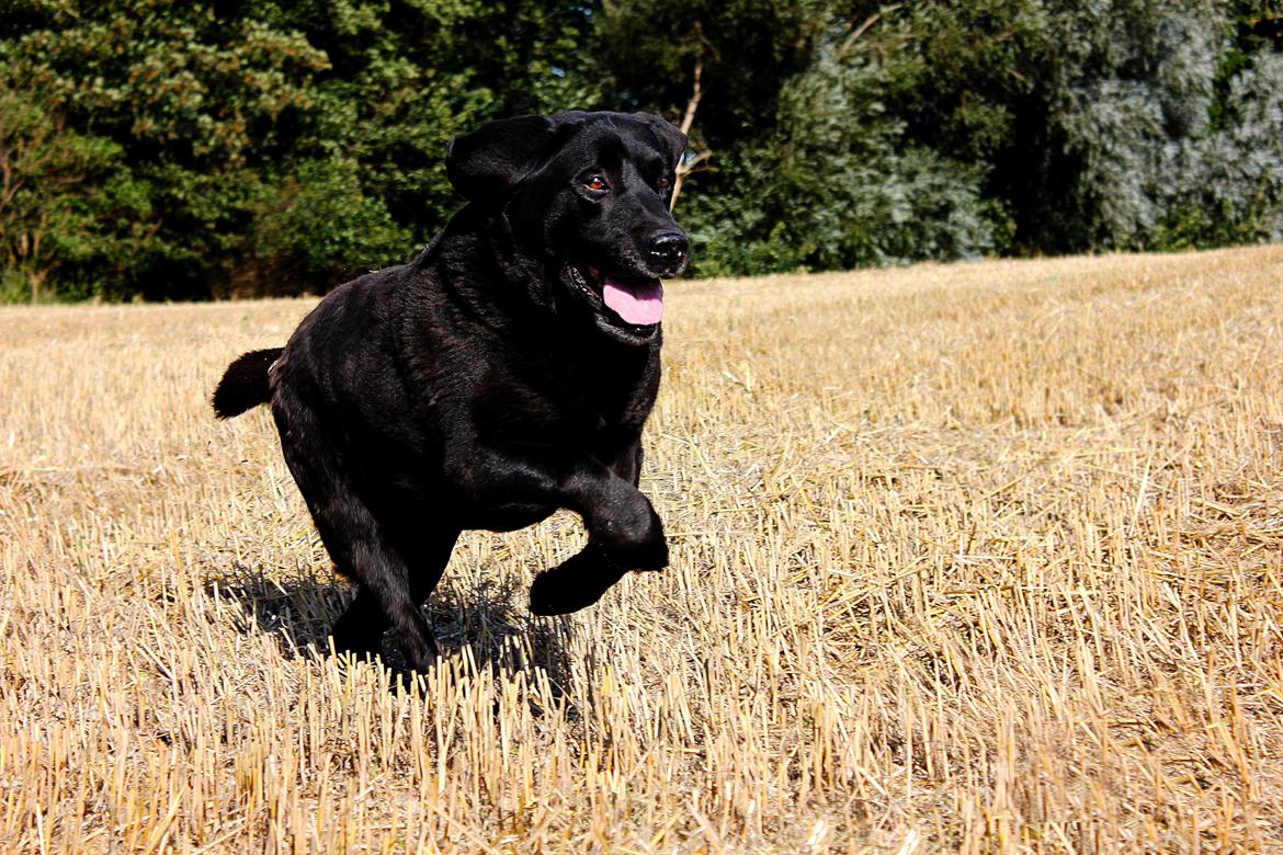 Labrador retriever Jubilant Flying Ferintosh (2000-2012) billede 10
