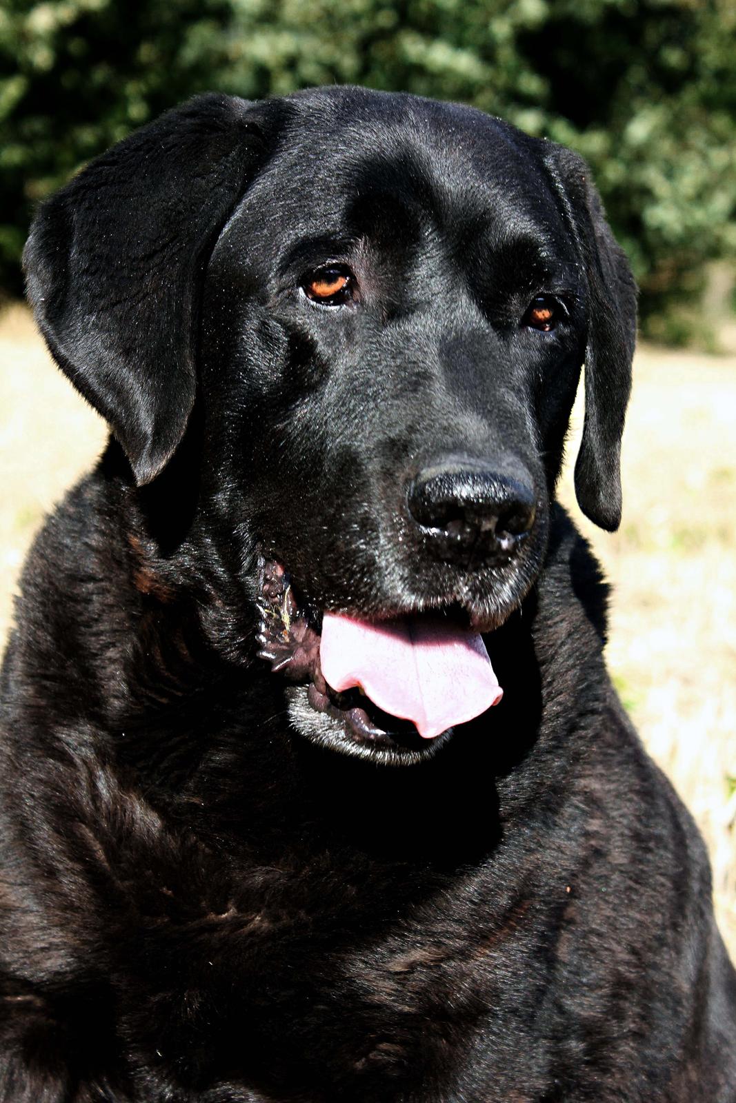 Labrador retriever Jubilant Flying Ferintosh (2000-2012) billede 11