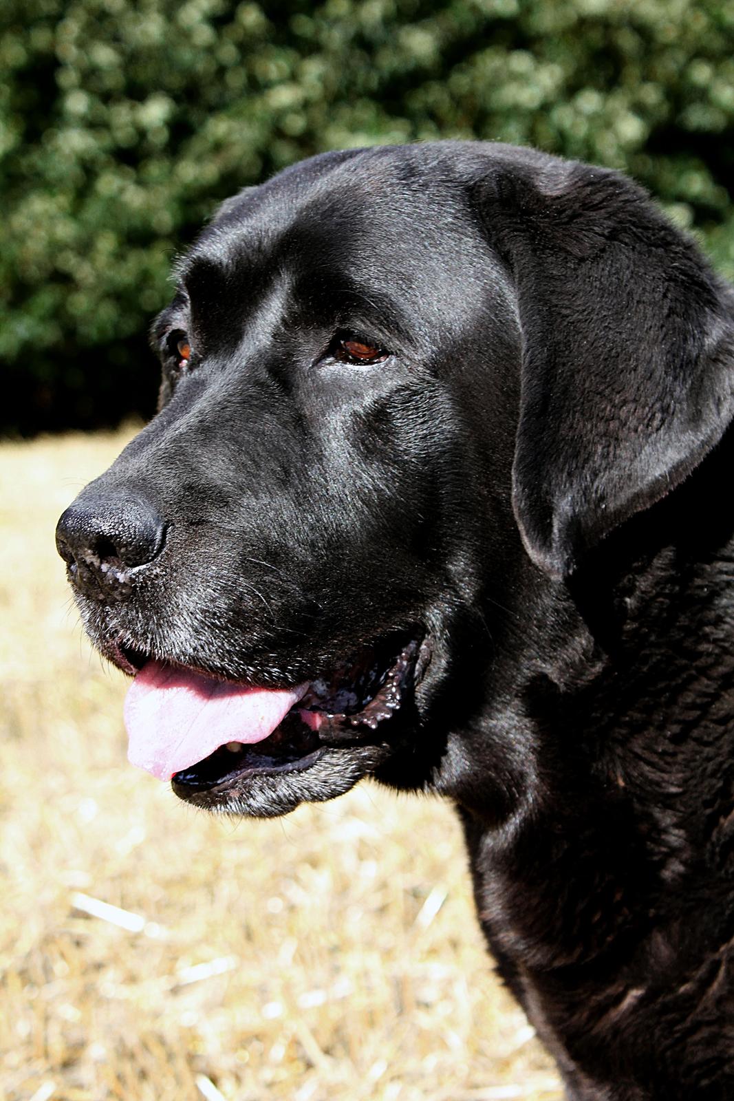 Labrador retriever Jubilant Flying Ferintosh (2000-2012) billede 12
