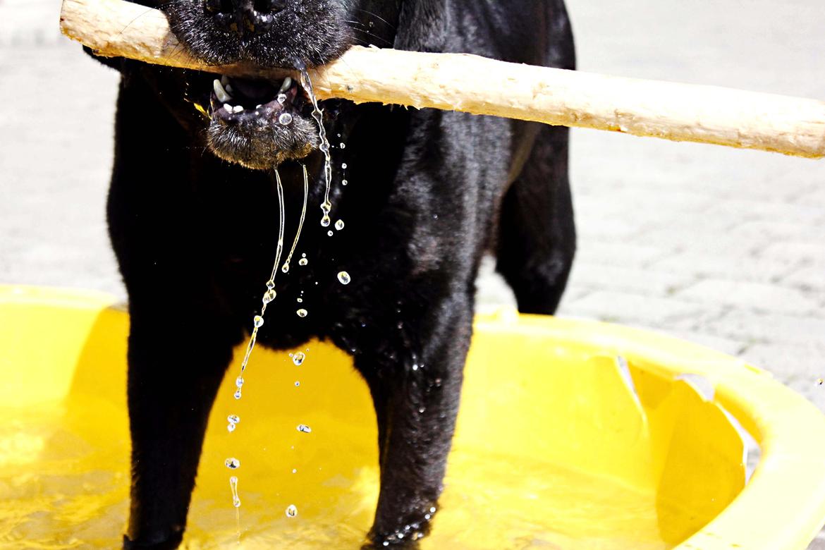 Labrador retriever Jubilant Flying Ferintosh (2000-2012) billede 13