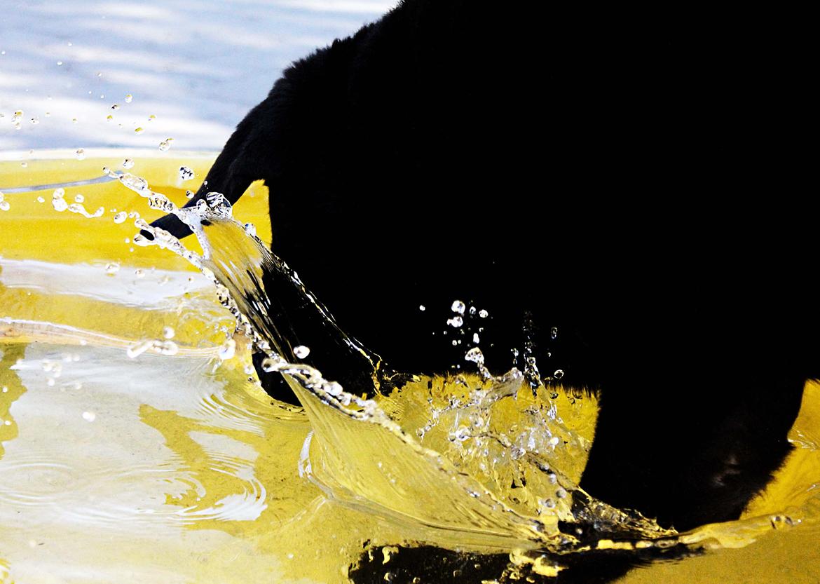 Labrador retriever Jubilant Flying Ferintosh (2000-2012) billede 14