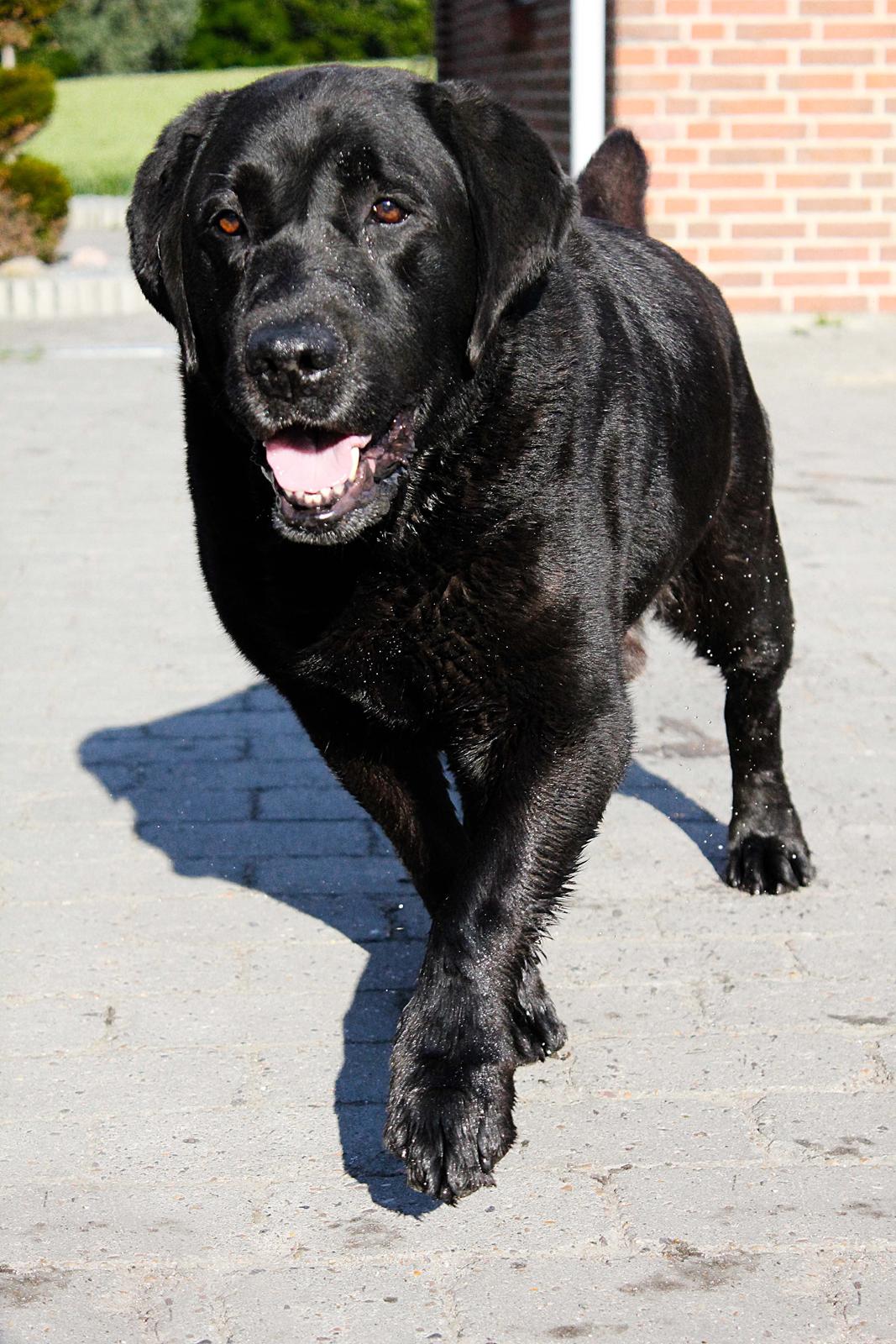 Labrador retriever Jubilant Flying Ferintosh (2000-2012) billede 15