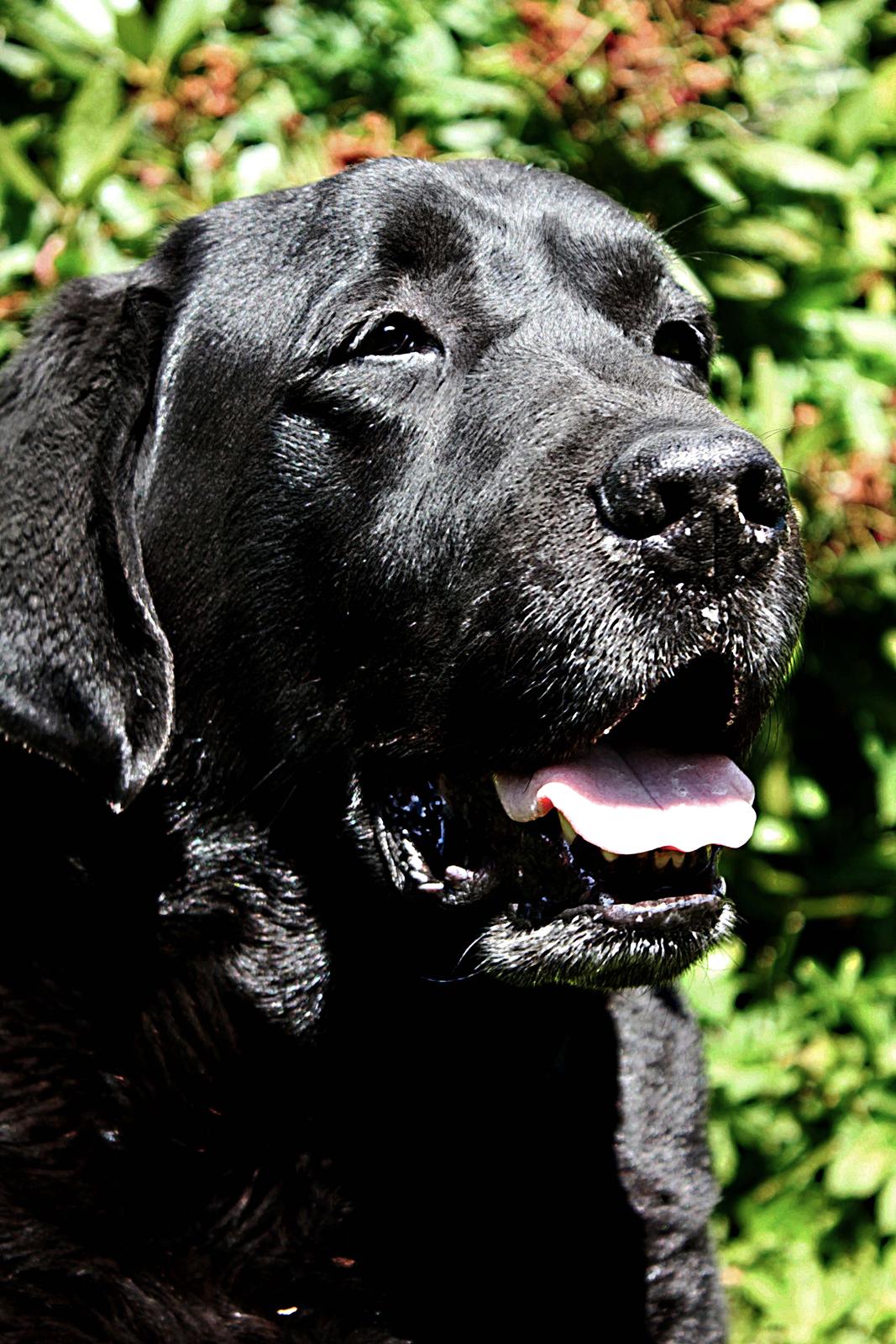 Labrador retriever Jubilant Flying Ferintosh (2000-2012) billede 16