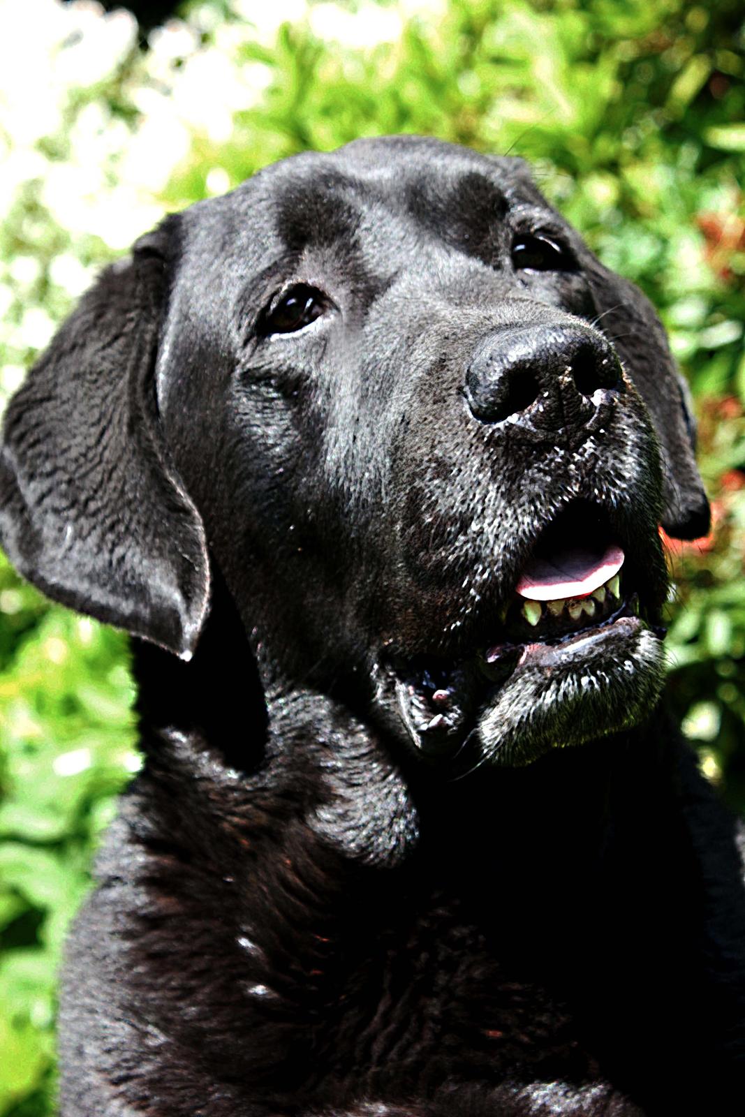 Labrador retriever Jubilant Flying Ferintosh (2000-2012) billede 17