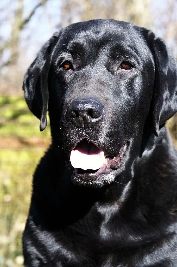 Labrador retriever Jubilant Flying Ferintosh (2000-2012) billede 18