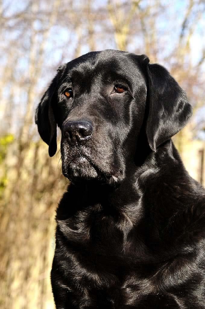 Labrador retriever Jubilant Flying Ferintosh (2000-2012) billede 19