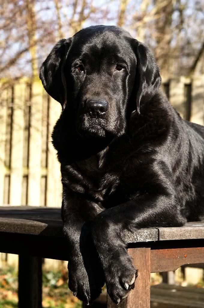 Labrador retriever Jubilant Flying Ferintosh (2000-2012) billede 20