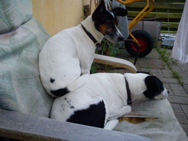 Blanding af racer Tøsen - Hmm Vappe fylder nu ret meget...   billede 15