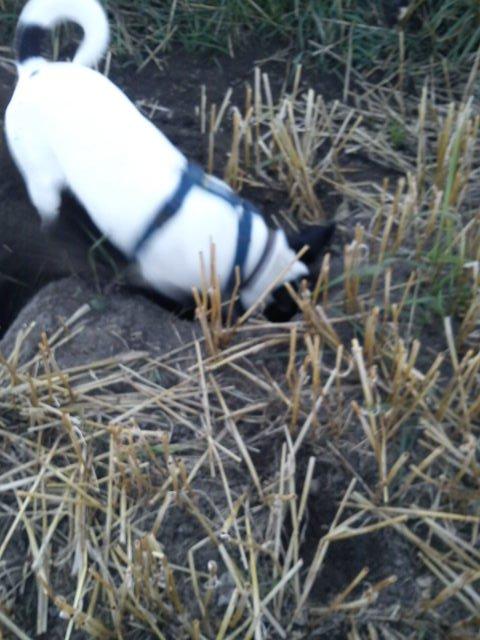 Blanding af racer Tøsen - Gad vide hvor langt ned jeg kan grave :) billede 16