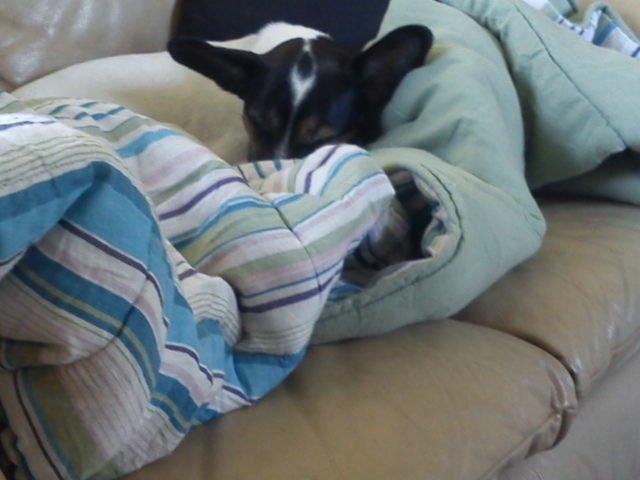 Blanding af racer Tøsen - Uhhmmmm  har hele sofaen for mig selv billede 17