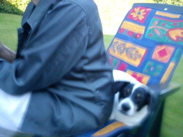 Blanding af racer Vappe - Skal absolut dele stol med &quot;mormor&quot; - hmm... billede 17